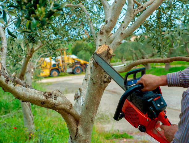 Best Local Tree Services  in Rock Springs, NM